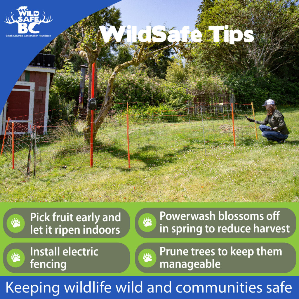 WildSafe Tips